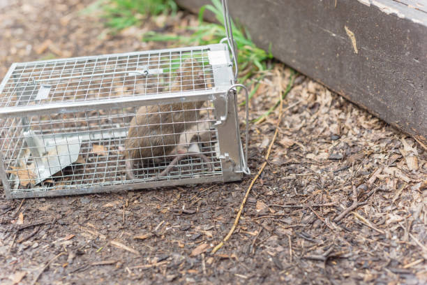 istock Rat captured in humane wire mesh cage near patio deck in Texas, America 1217364507
