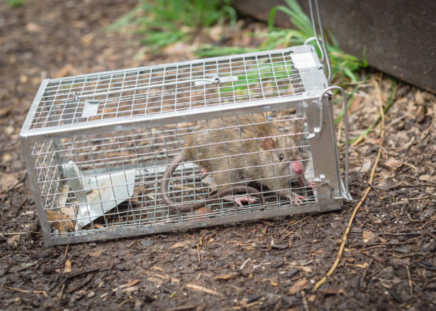 istock Rat captured in humane wire mesh cage near patio deck in Texas, America 1217364523