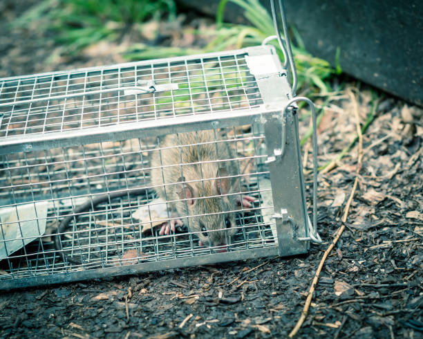 istock Rat captured in humane wire mesh cage near patio deck in Texas, America 1217364537