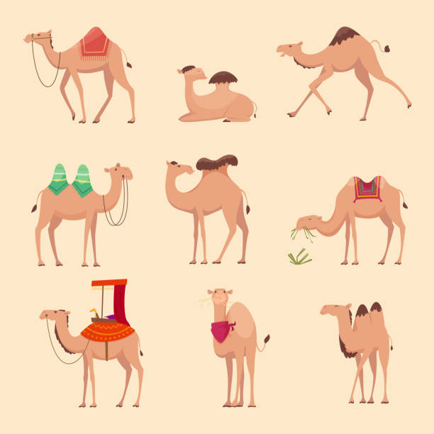 Desert camels. African funny animals for travelling across africa or egypt vector pictures Desert camels. African funny animals for travelling across africa or egypt vector pictures. Camel african mammal, ride animal dromedary illustration dromedary camel stock illustrations