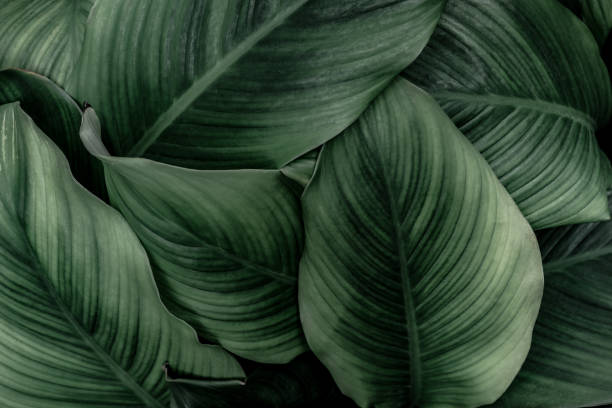 istock green leaves for background and wallpaper 1217364689