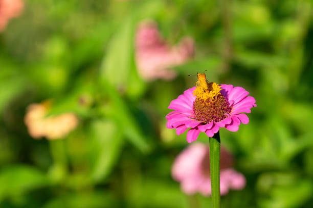istock Butterfly on a pink zinnia flower. 1217366006