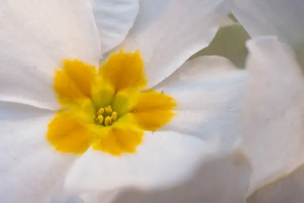 Close-up image of spring Pansy flowers in yellow, white colors. macro white and yellow primrose flowers background. Spring concept