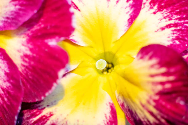 Closeup macro red pink yellow primrose flowers background. Spring concept