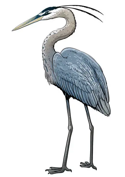 Vector illustration of Grey heron illustration, drawing, colorful doodle vector