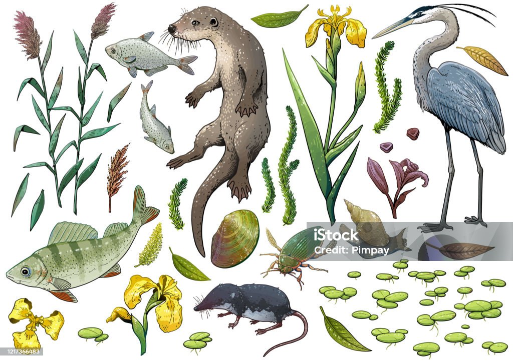 Lake Wildlife Collection Illustration Drawing Colorful Doodle Vector Stock  Illustration - Download Image Now - iStock