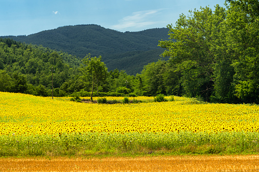 Summer landscape along the road from Umbertide to Monte Santa Maria Tiberina, Perugia, Umbria, Italy