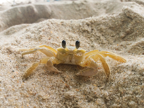 Atlantic Ghost crab in the beach sand
