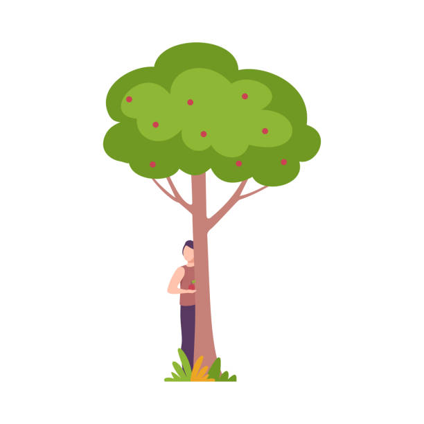 Object Behind Tree Girl Hiding Behind Tree Clipart