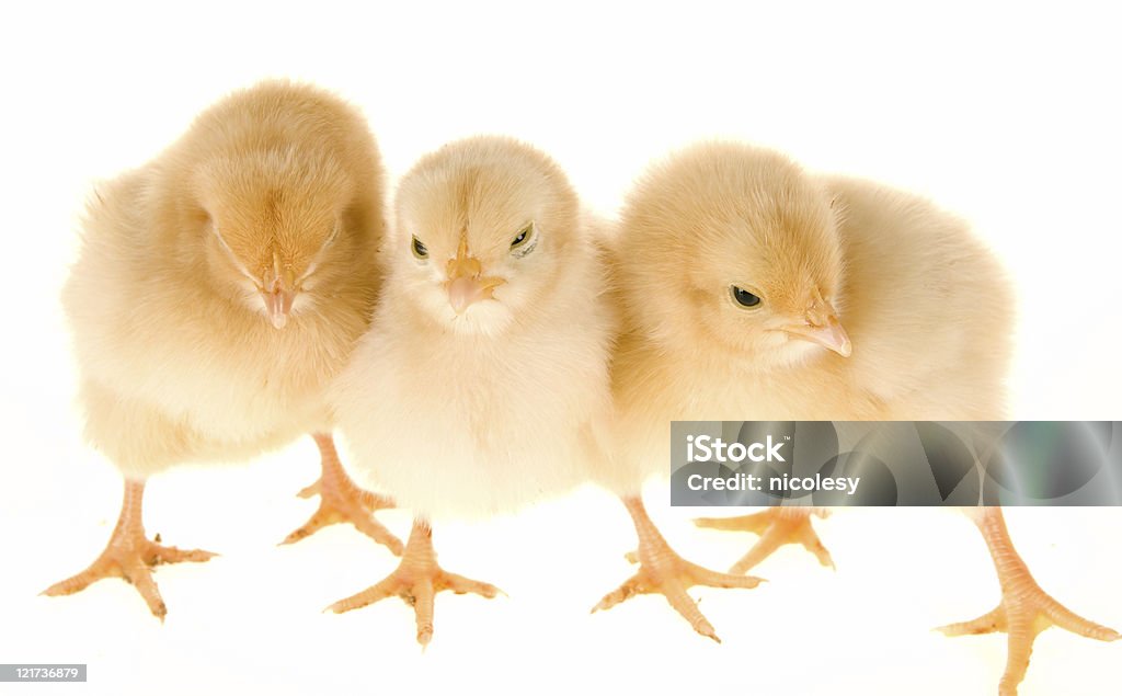 Bambino Chicks - Foto stock royalty-free di Animale