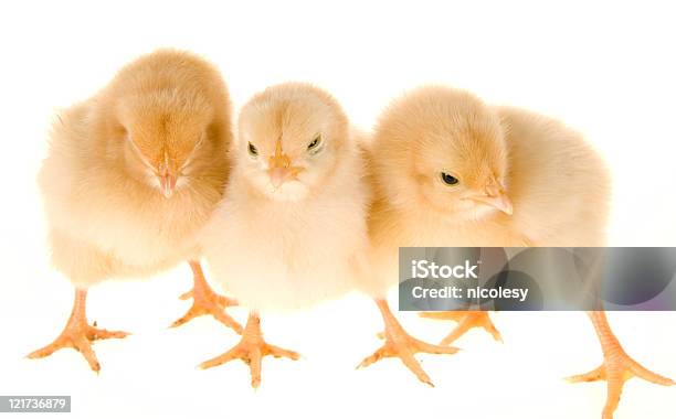 Bambino Chicks - Fotografie stock e altre immagini di Animale - Animale, Bianco, Composizione orizzontale