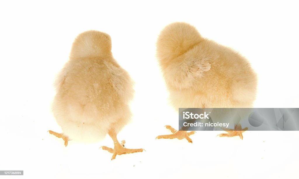 Bebê Chicks - Foto de stock de Animal royalty-free