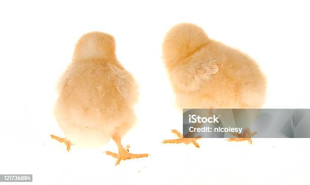 Baby Chicks — стоковые фотографии и другие картинки Без людей - Без людей, Белый, Белый фон