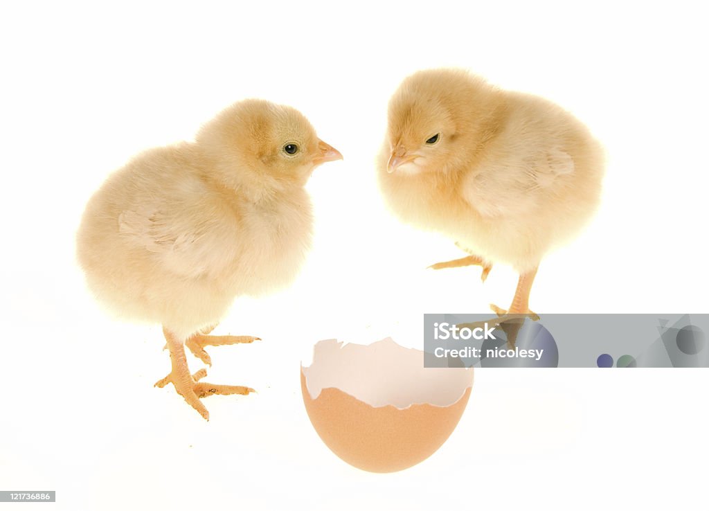 Bebé Chicks - Royalty-free Animal Foto de stock