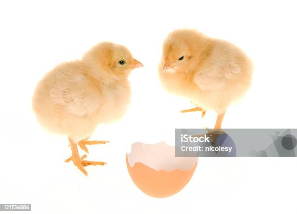 Bebé Chicks - Fotografias de stock e mais imagens de Animal - Animal, Branco, Dois animais