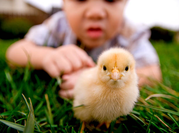 istock Baby Chick 121736964