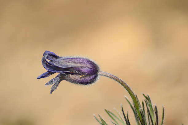 istock Purple flower Close-up ( pulsatilla pratensis) 1217369988