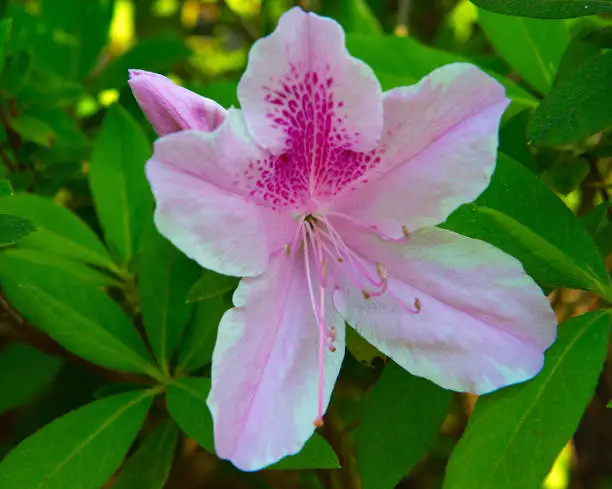 Flowers-Spring Flowers-Helton Head Island-South Coralina