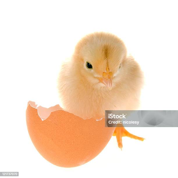 Bebé Chick Foto de stock y más banco de imágenes de Animal - Animal, Animal joven, Blanco - Color