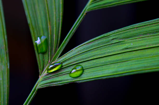 istock Palm Sunday-Palm Leaves- Macro Flora 1217371167