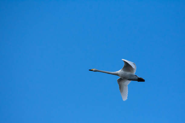 A whooper swan makes a somewhat trumpeting sound continuously while in flight across the clear, blue sky in this spring season.