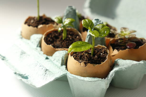 Seedling growth in eggshells. Lemon tree and succulent plants Seedling growth in eggshells. Lemon tree and succulent plants in the egg-cup eggshell stock pictures, royalty-free photos & images