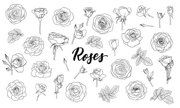 satz von schwarz-weißen umriss rosen, knospen und blätter. floral kontur isoliert auf weißem hintergrund. design-grußkarte und einladung der hochzeit, geburtstag, valentinstag, muttertag, urlaub - rose stock-grafiken, -clipart, -cartoons und -symbole