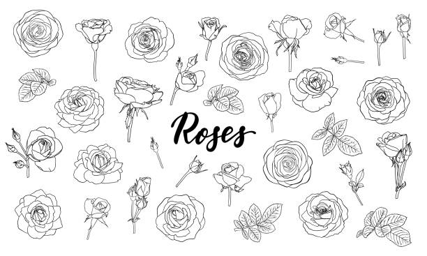 ilustrações, clipart, desenhos animados e ícones de conjunto de rosas, botões e folhas em preto e branco. contorno floral isolado em fundo branco. design cartão de saudação e convite do casamento, aniversário, dia dos namorados, dia das mães, feriado - rosé