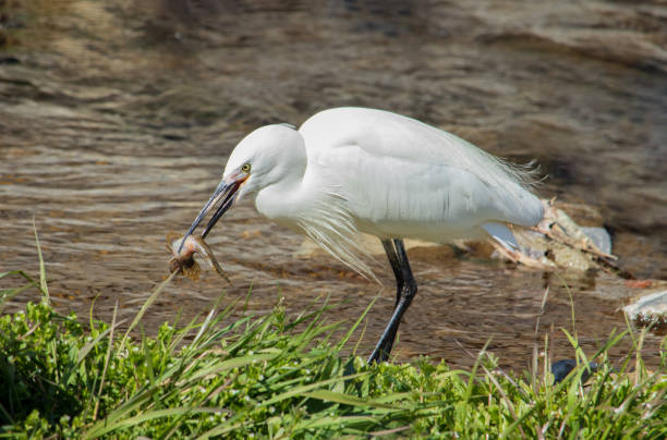 istock Little egret, wildlife 1217375294
