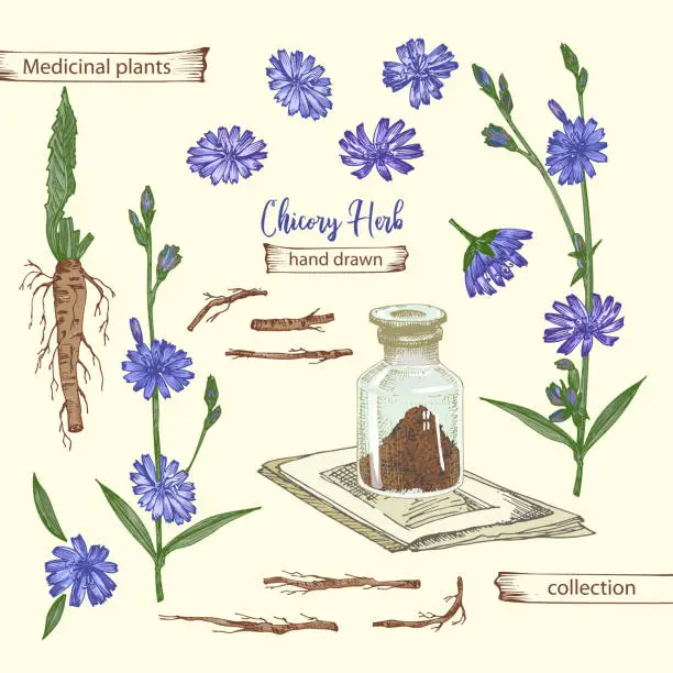 Vector illustration of Realistic Botanical color sketch of chicory root, flowers, powder, teapot, tea cup and spoon isolated on yellow background, floral herbs collection. Medicine plant.