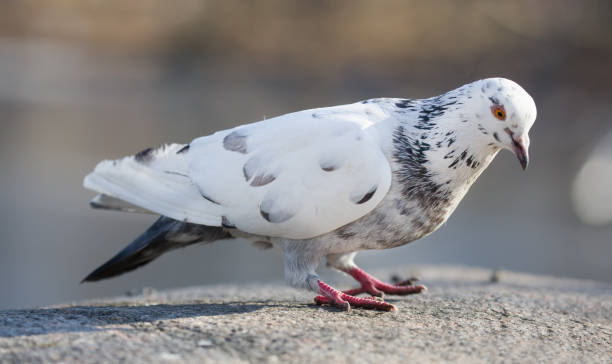 istock pied standing dove on light background 1217378091