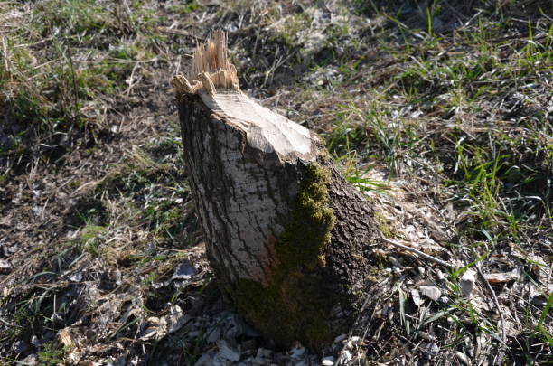 Castor fiber beaver european felling trees by biting gnawing teeth trunks eats tree bark and also builds dikes where stump fallen poplar trees on dike pond