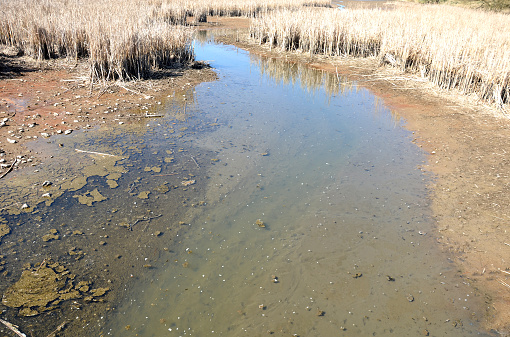 Close-up of a bog (wetland)