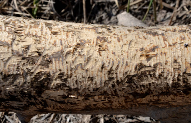 istock Castor fiber beaver european felling trees by biting gnawing teeth trunks eats tree bark and also builds dikes where stump fallen poplar trees on dike pond 1217379517
