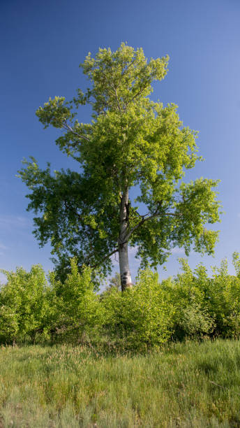 istock Large trees in a deciduous forest against the blue sky 1217379611