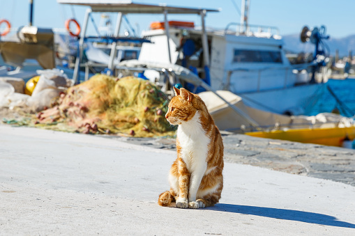 Red cat sitting on the pier against the background of the sea and boats