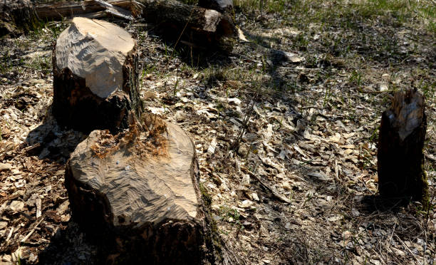 istock Castor fiber beaver european felling trees by biting gnawing teeth trunks eats tree bark and also builds dikes where stump fallen poplar trees on dike pond 1217379720