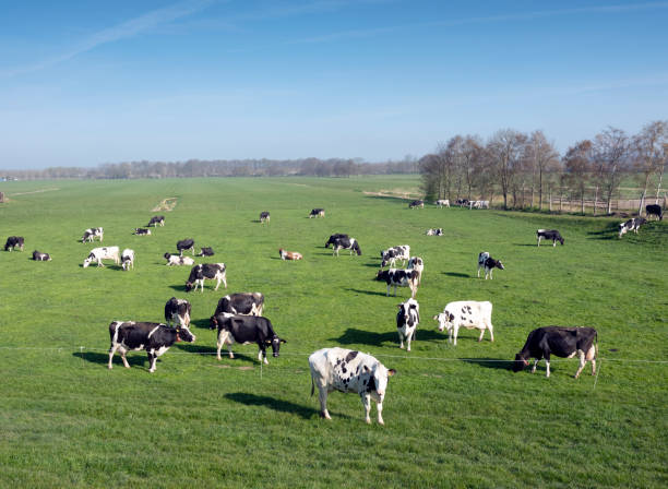 istock black and white cows under blue sky in dutch green grassy meadow on sunny spring day 1217379998