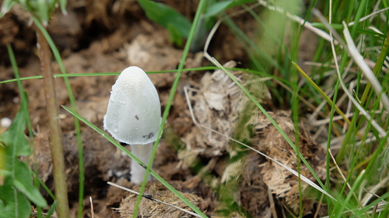 White mushroom sprouts from manure. Green grass.