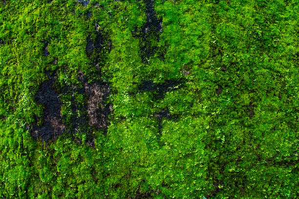 Wall of natural green moss. Horizontal Image