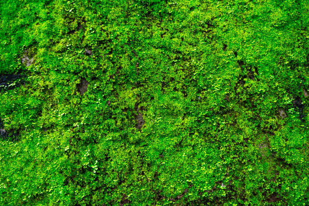 istock Wall of natural green moss 1217382540