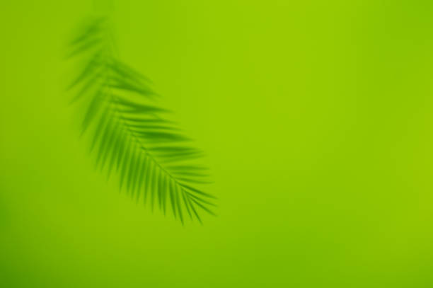 istock Palm leaf shadow on green background. Minimal summer concept 1217383931