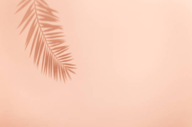 istock Palm leaf shadow on pink background. Minimal summer concept 1217383949