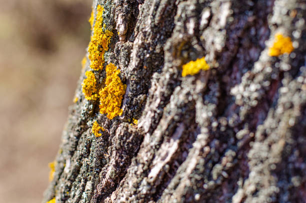 Close up an old tree bark with one yellow moss on a background of spring forest.