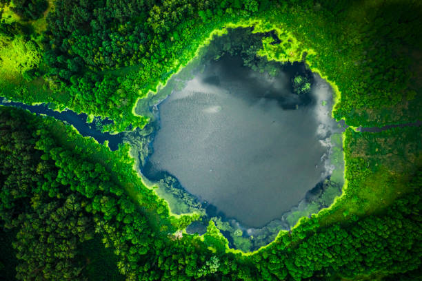 istock Top view of  blooming algae on the lake 1217384269