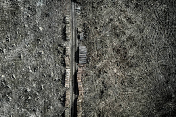 istock Flying above deforestation, logging, environmental destruction in Poland 1217384432
