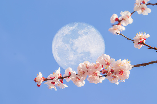 Beautiful apricot flowers and super moon with the blue sky background.