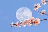 Apricot flowers & Super moon