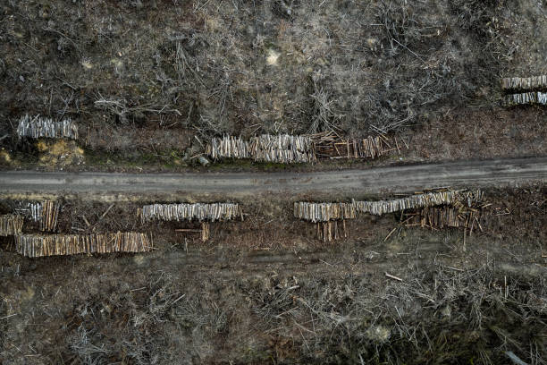 voando acima do desmatamento, floresta destruída para colheita - landscape aerial view lumber industry agriculture - fotografias e filmes do acervo