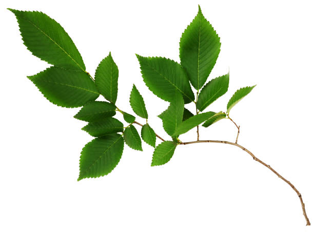 istock Branch of fresh green elm-tree leaves 1217386405